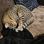 cat, tabby, sleeping, couch, pillow, blanket, indoor, pet, feline, cozy, resting, striped, fur, tail, curled_up, home, relaxation, domestic_animal, comfort, nap