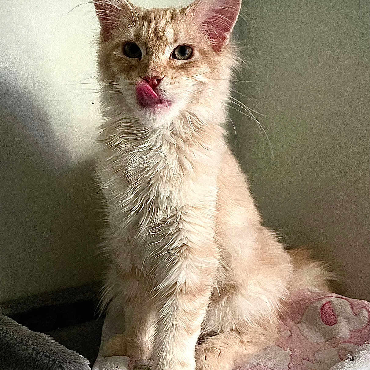 Sabrina joined the competition — help win amazing prizes! abyssinian, angora, animal, blanket, bodypart, cat, cosmetics, face, furniture, head, kitten, lipstick, manx, mouth, person, pet, photography, portrait, siamese, tongue