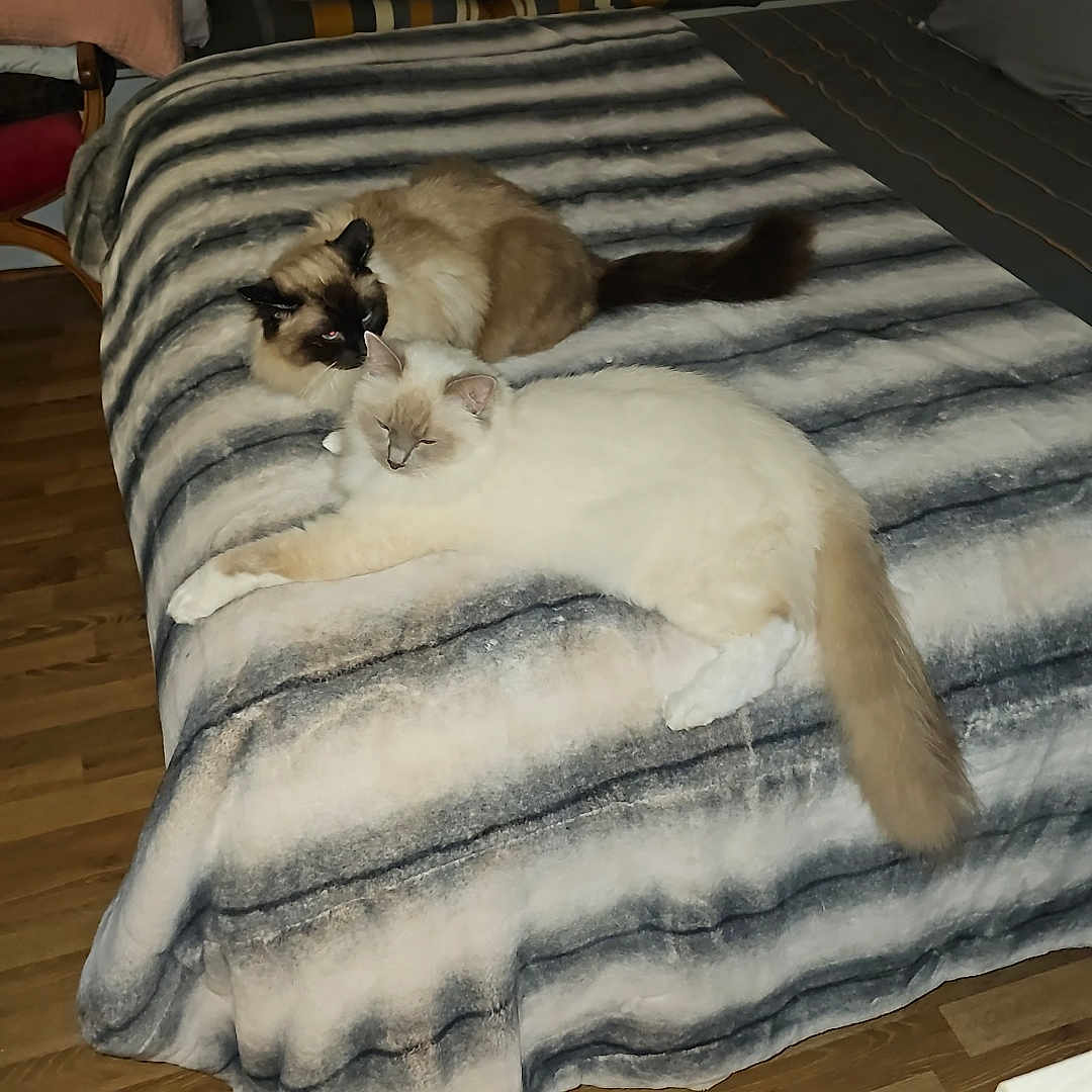 Topaze Et Saphir a rejoint le concours — aidez-le/la à gagner de superbes lots ! animal, bed, bedroom, blanket, canine, cat, couch, cushion, dog, furniture, hardwood, homedecor, indoors, interiordesign, kitten, linen, pet, quilt, room, wood