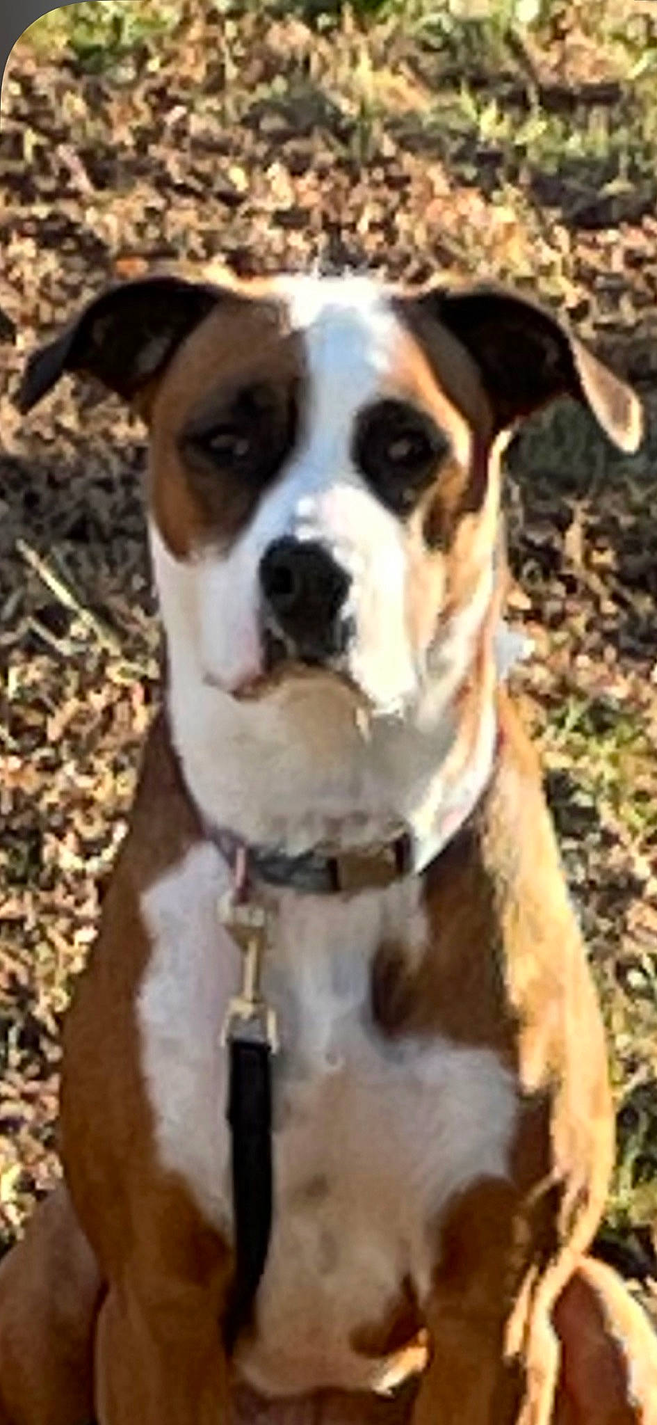 Baily joined the competition — help win amazing prizes! ancient_dog_breeds, canidae, carnivore, collar, companion_dog, dog, dog_breed, dog_collar, fawn, molosser, non_sporting_group, photography, snout, sporting_group, whiskers, working_animal, working_dog