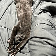 Mcchicken is registered to the contest to win money with this photo: animal, bed, black_cat, cat, claws, comforter, cozy, cute, feline, fur, gray, indoor, mammal, paws, pet, relaxed, resting, sleepy, stretching, whiskers