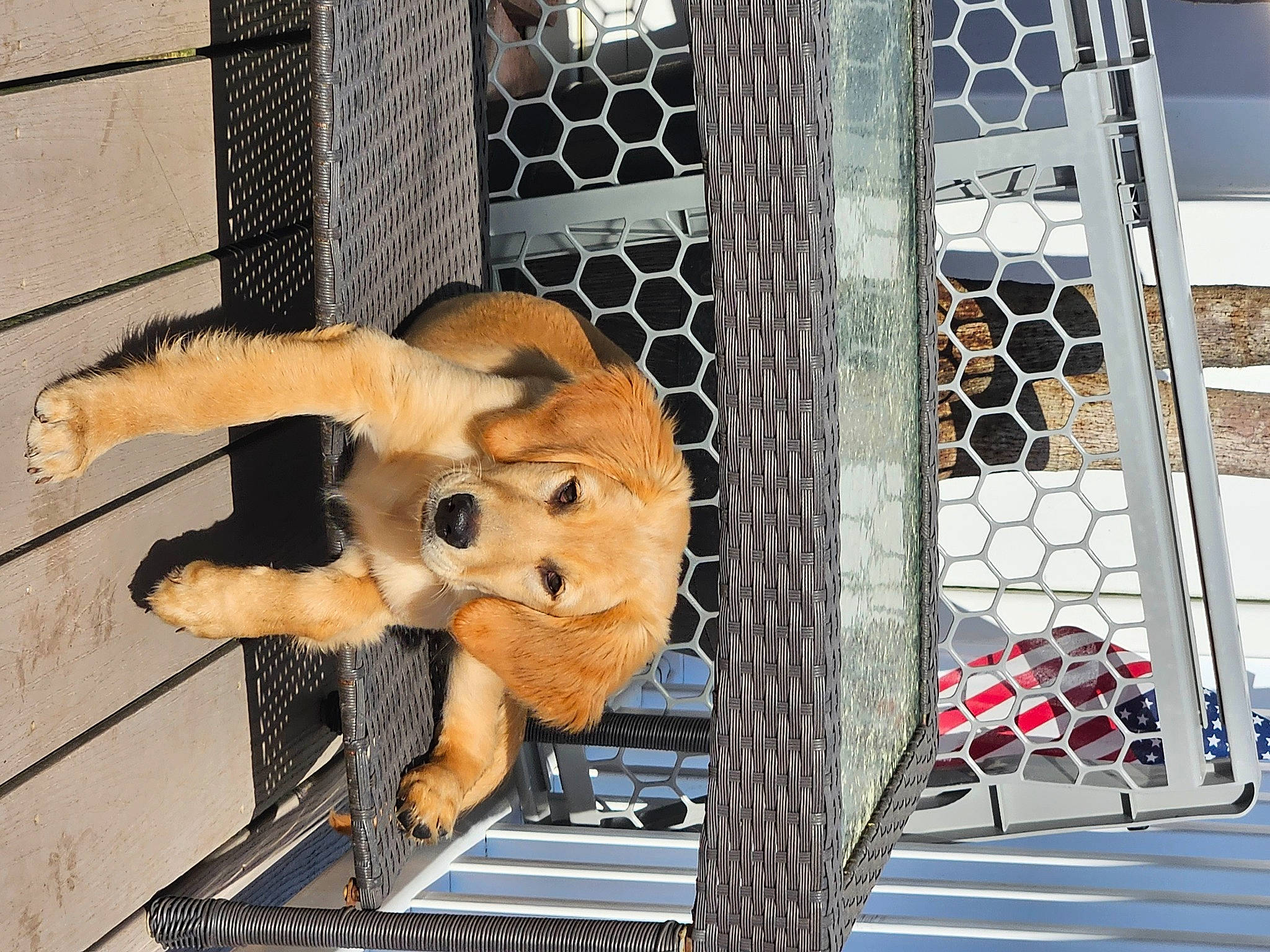 Alice is registered to the contest to win money with this photo: animal_shelter, bear, big_cats, cage, carnivore, chain_link_fencing, dog_breed, fawn, felidae, fence, fur, mesh, metal, pet_supply, snout, stuffed_toy, terrestrial_animal, toy, wire_fencing, wood