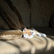Chloe joined the competition — help win amazing prizes! cat, kitten, sleeping, couch, pillows, sunlight, shadow, indoor, cozy, orange_and_white, pet, resting, furniture, home, comfort, texture, relaxation, animal, small, cute