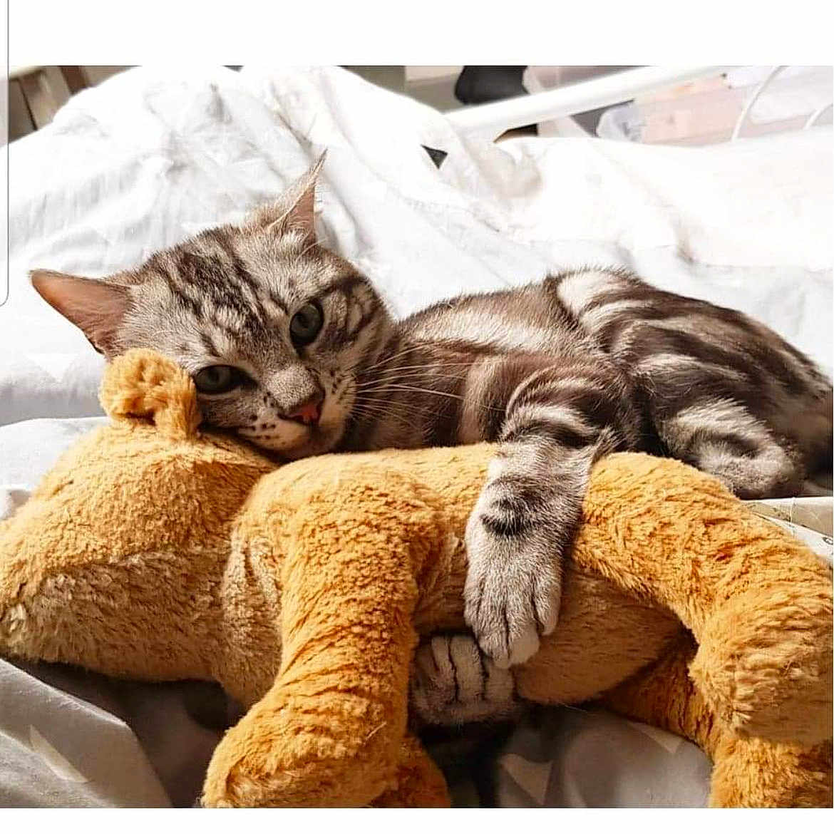 Oscars participe au concours pour gagner de l'argent avec cette photo : abyssinian, animal, blanket, canine, cat, cushion, egyptiancat, electronics, furniture, hardware, homedecor, indoors, kitten, manx, person, pet, pillow, plush, sleeping, toy