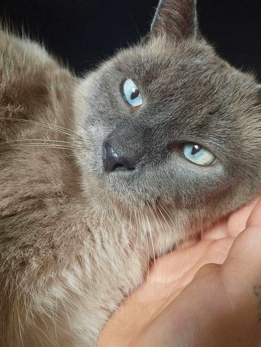 Oreo