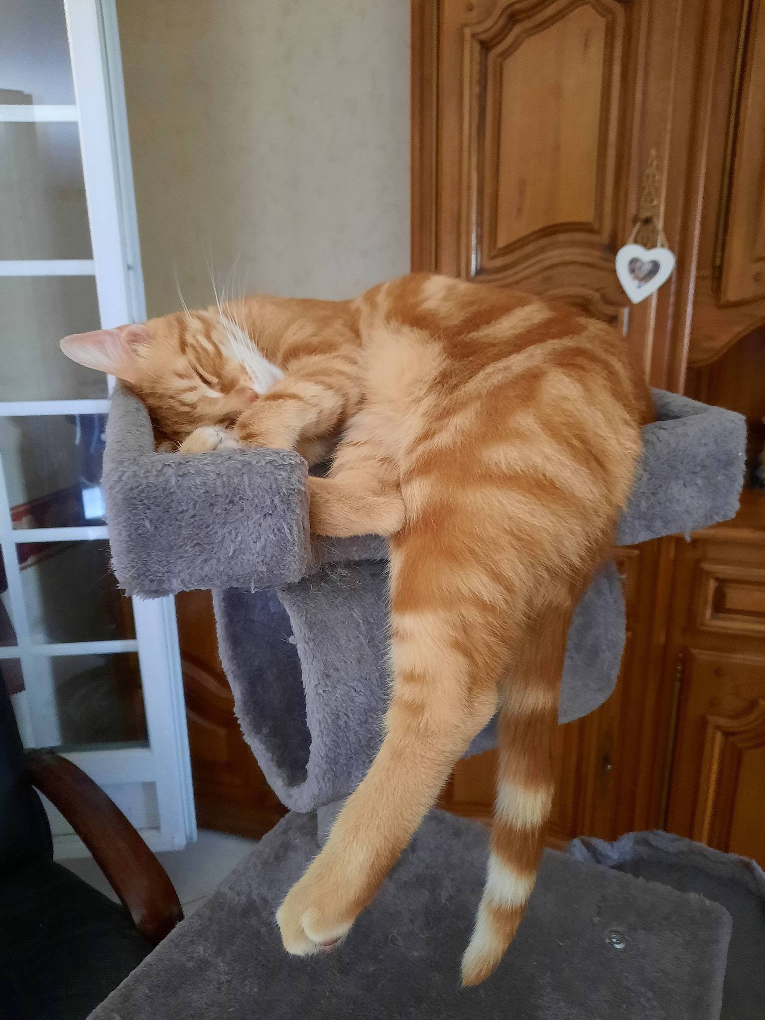 Foxy a rejoint le concours — aidez-le/la à gagner de superbes lots ! carnivore, cat, cat_supply, chair, claw, comfort, domestic_short_haired_cat, door, fawn, felidae, flooring, fur, hardwood, human_leg, paw, shelf, small_to_medium_sized_cats, tail, whiskers, wood