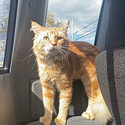 Creature joined the competition — help win amazing prizes! cat, orange_tabby, sunlight, car_interior, window, sky, clouds, power_lines, pet, feline, fur, whiskers, tail, curious, animal, domestic_cat, seat, backseat, shadow, daylight
