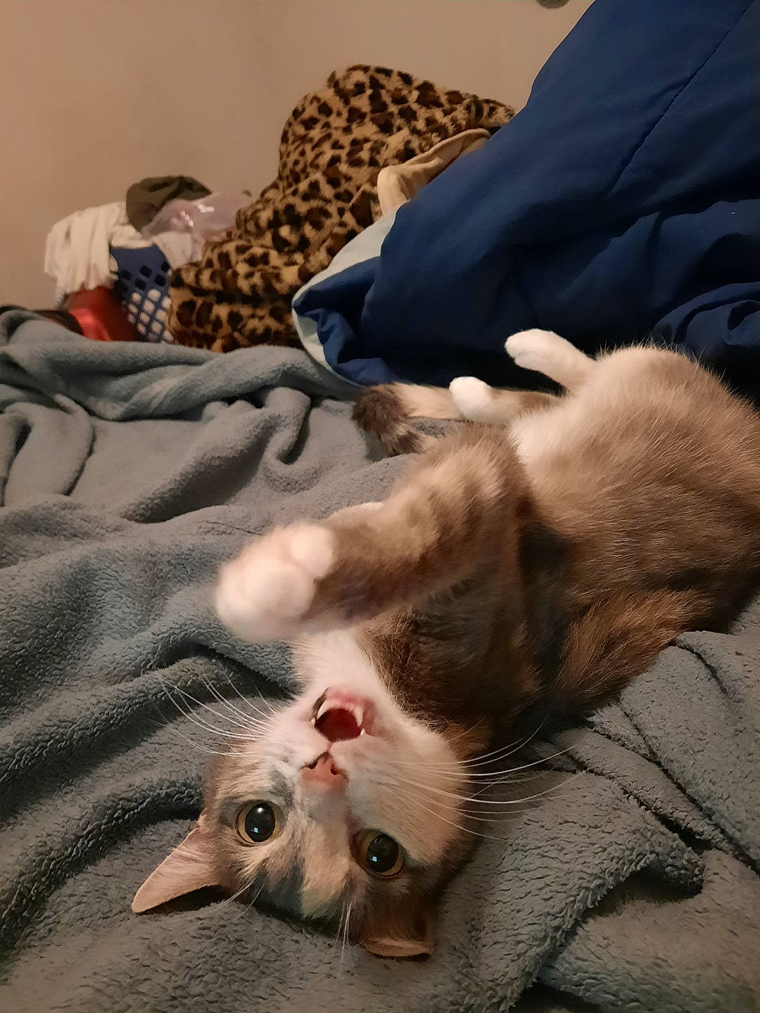 Ali joined the competition — help win amazing prizes! carnivore, cat, claw, comfort, companion_dog, domestic_short_haired_cat, duvet, fang, fawn, felidae, fur, linens, nap, paw, room, small_to_medium_sized_cats, snout, whiskers