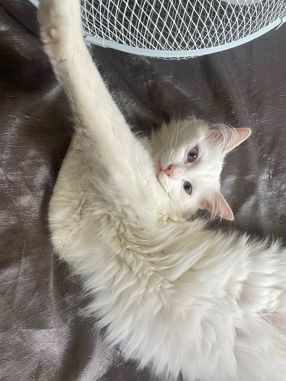 Akita a rejoint le concours — aidez-le/la à gagner de superbes lots ! balinese, british_longhair, carnivore, cat, claw, domestic_short_haired_cat, fawn, felidae, fur, gesture, hair, mesh, musical_instrument, nap, paw, ragdoll, small_to_medium_sized_cats, snout, tail, whiskers