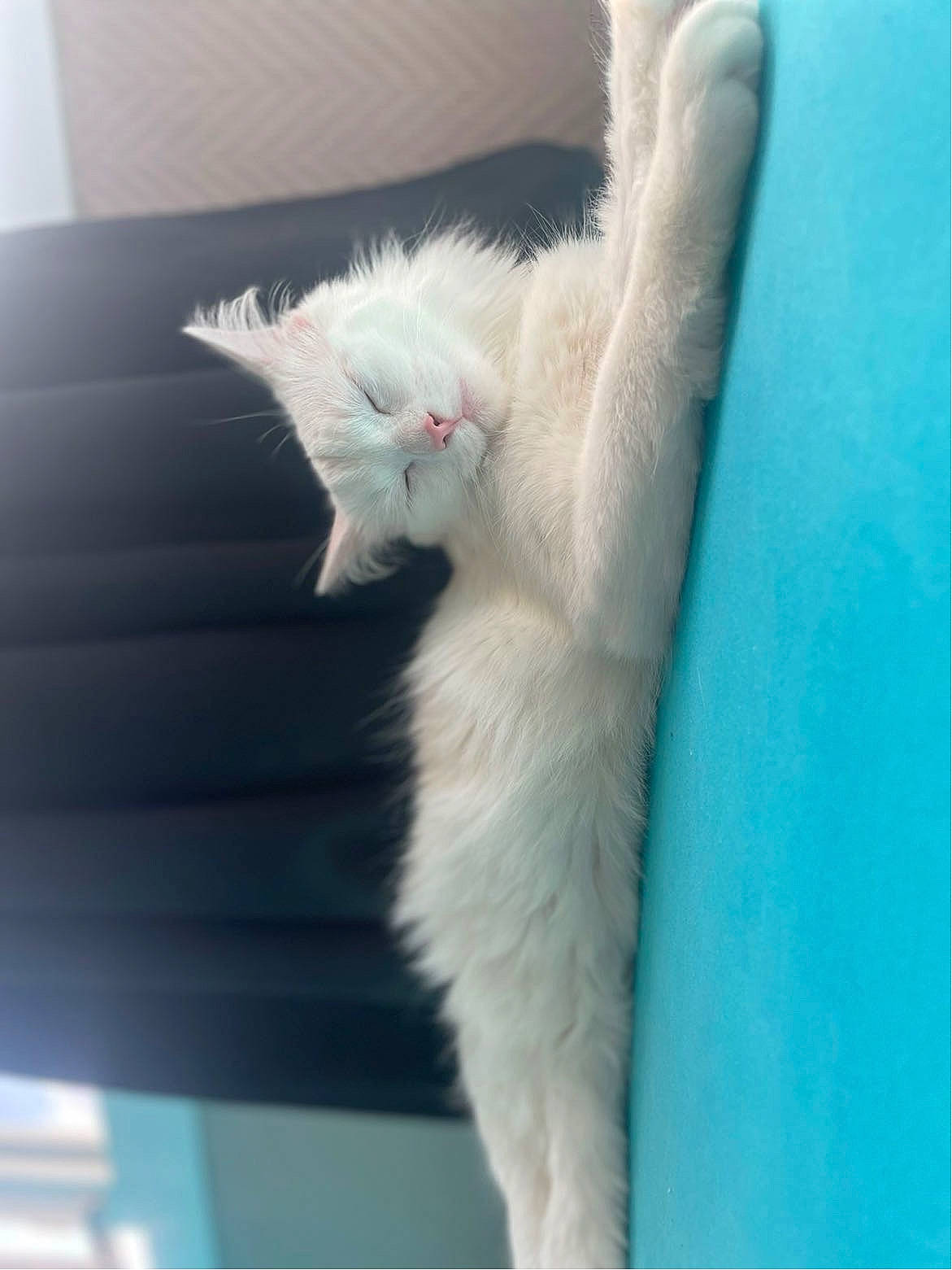 Akita participe au concours pour gagner de l'argent avec cette photo : carnivore, cat, claw, domestic_short_haired_cat, fawn, felidae, fur, paw, small_to_medium_sized_cats, snout, tail, whiskers