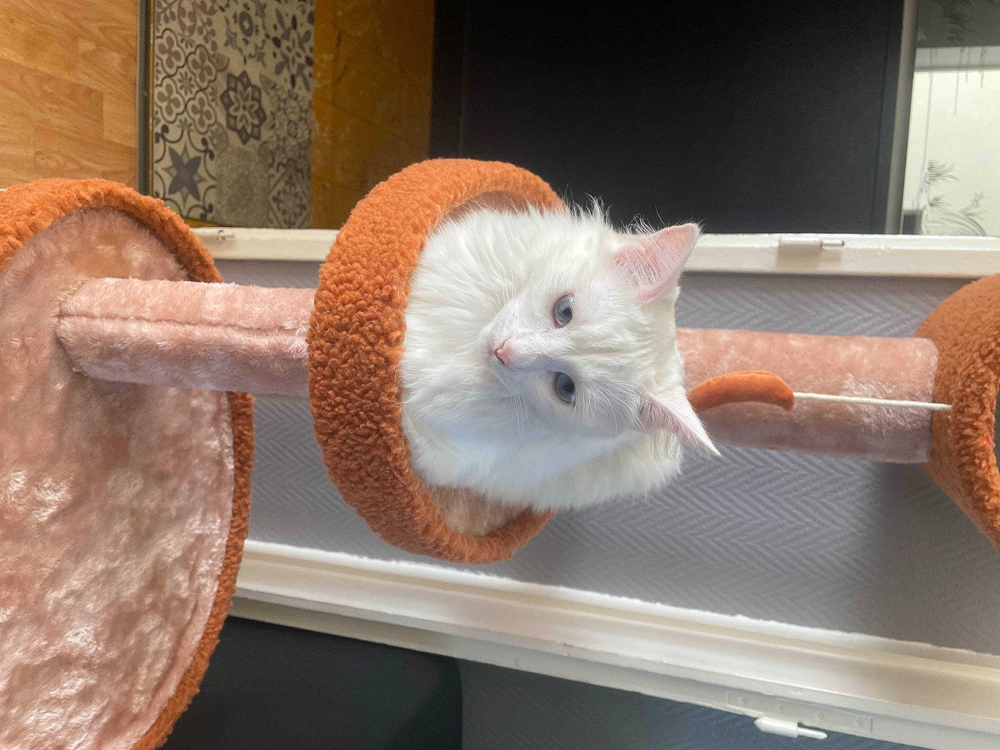 Akita a rejoint le concours — aidez-le/la à gagner de superbes lots ! creative_arts, fawn, felidae, fur, hamster, mouse, muroidea, pest, pet_supply, rat, rodent, room, small_to_medium_sized_cats, snout, stuffed_toy, tail, whiskers, window, wood, wool