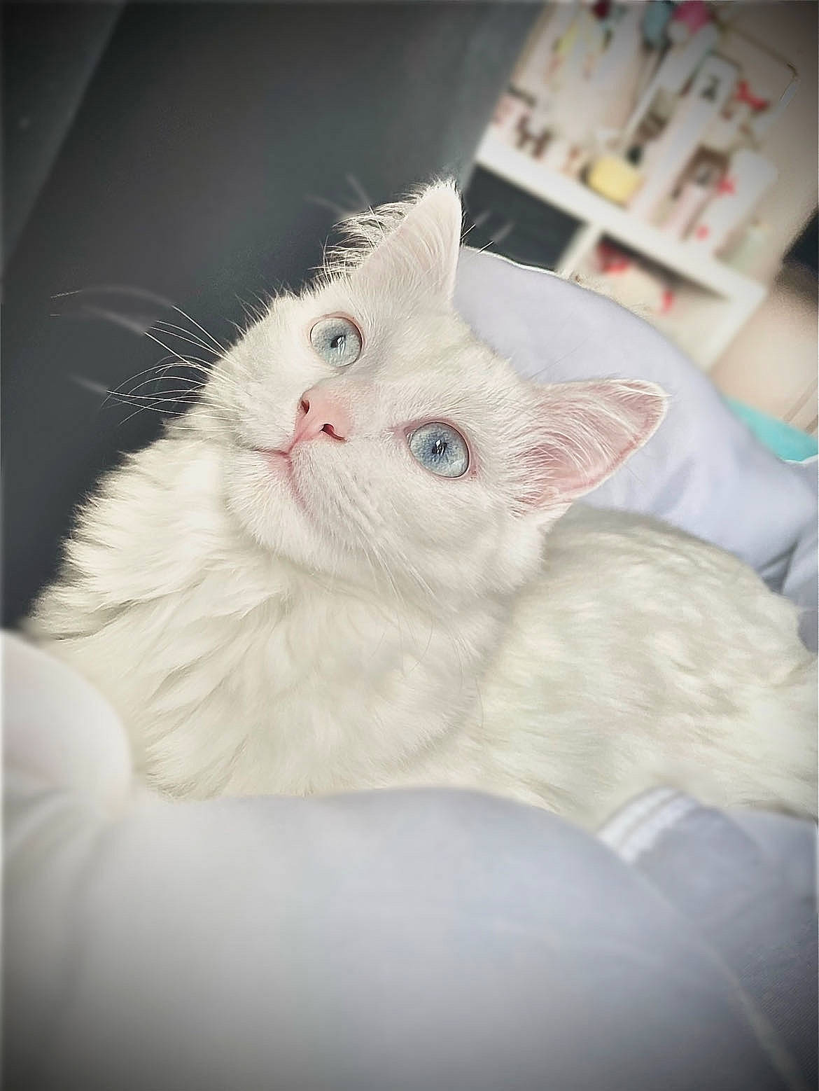 Akita a rejoint le concours — aidez-le/la à gagner de superbes lots ! carnivore, cat, claw, comfort, domestic_short_haired_cat, ear, eye, felidae, fur, natural_material, paw, small_to_medium_sized_cats, snout, tail, whiskers