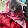 Sookie is registered to the contest to win money with this photo: cat, gray_cat, blanket, pink_blanket, star_pattern, red_leather, leather_sofa, window, indoor, pet, sleeping, resting, cozy, fur, whiskers, closeup, relaxed, animal, cute, soft
