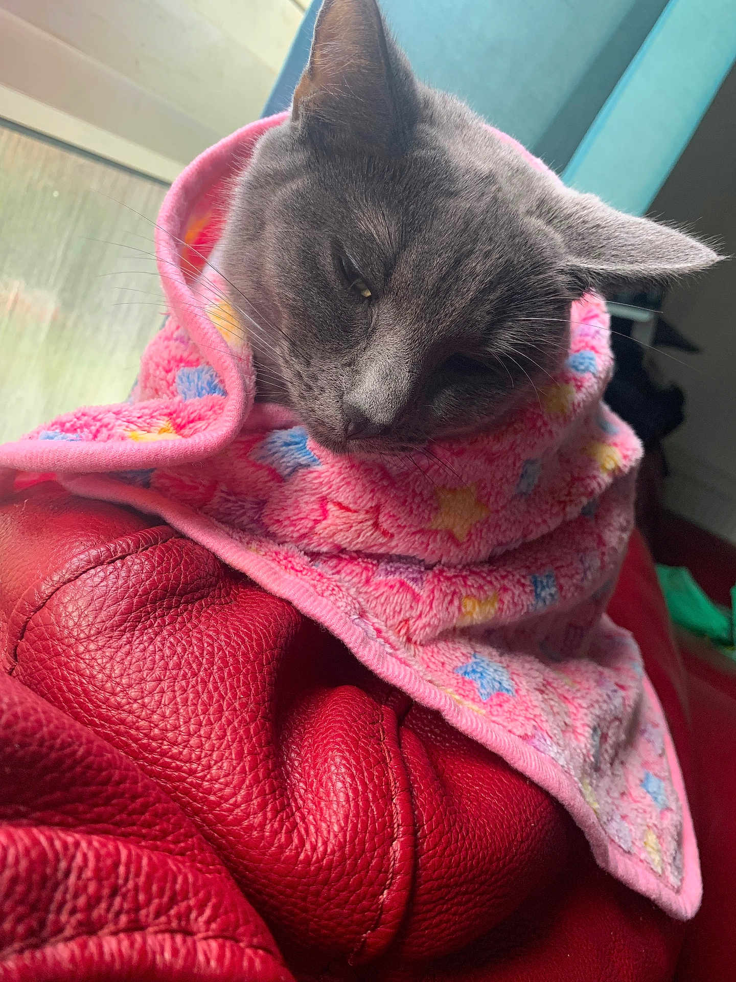 Sookie is registered to the contest to win money with this photo: cat, gray_cat, blanket, pink_blanket, star_pattern, red_leather, leather_sofa, window, indoor, pet, sleeping, resting, cozy, fur, whiskers, closeup, relaxed, animal, cute, soft