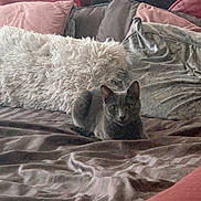 Sookie joined the competition — help win amazing prizes! cat, gray_cat, pet, animal, sofa, cushion, pillow, blanket, indoor, home, cozy, fur, relaxing, furniture, living_room, resting, cute, mammal, whiskers, ears