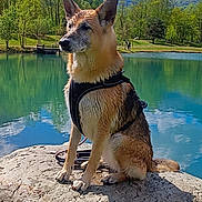Ice participe au concours pour gagner de l'argent avec cette photo : dog, german_shepherd, pet, animal, sitting, lake, mountains, landscape, outdoors, nature, rock, water, trees, clouds, blue_sky, sunlight, harness, portrait, scenic, reflection