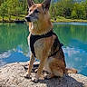 dog, german_shepherd, pet, animal, sitting, lake, mountains, landscape, outdoors, nature, rock, water, trees, clouds, blue_sky, sunlight, harness, portrait, scenic, reflection