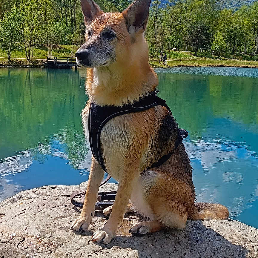 Ice participe au concours pour gagner de l'argent avec cette photo : dog, german_shepherd, pet, animal, sitting, lake, mountains, landscape, outdoors, nature, rock, water, trees, clouds, blue_sky, sunlight, harness, portrait, scenic, reflection