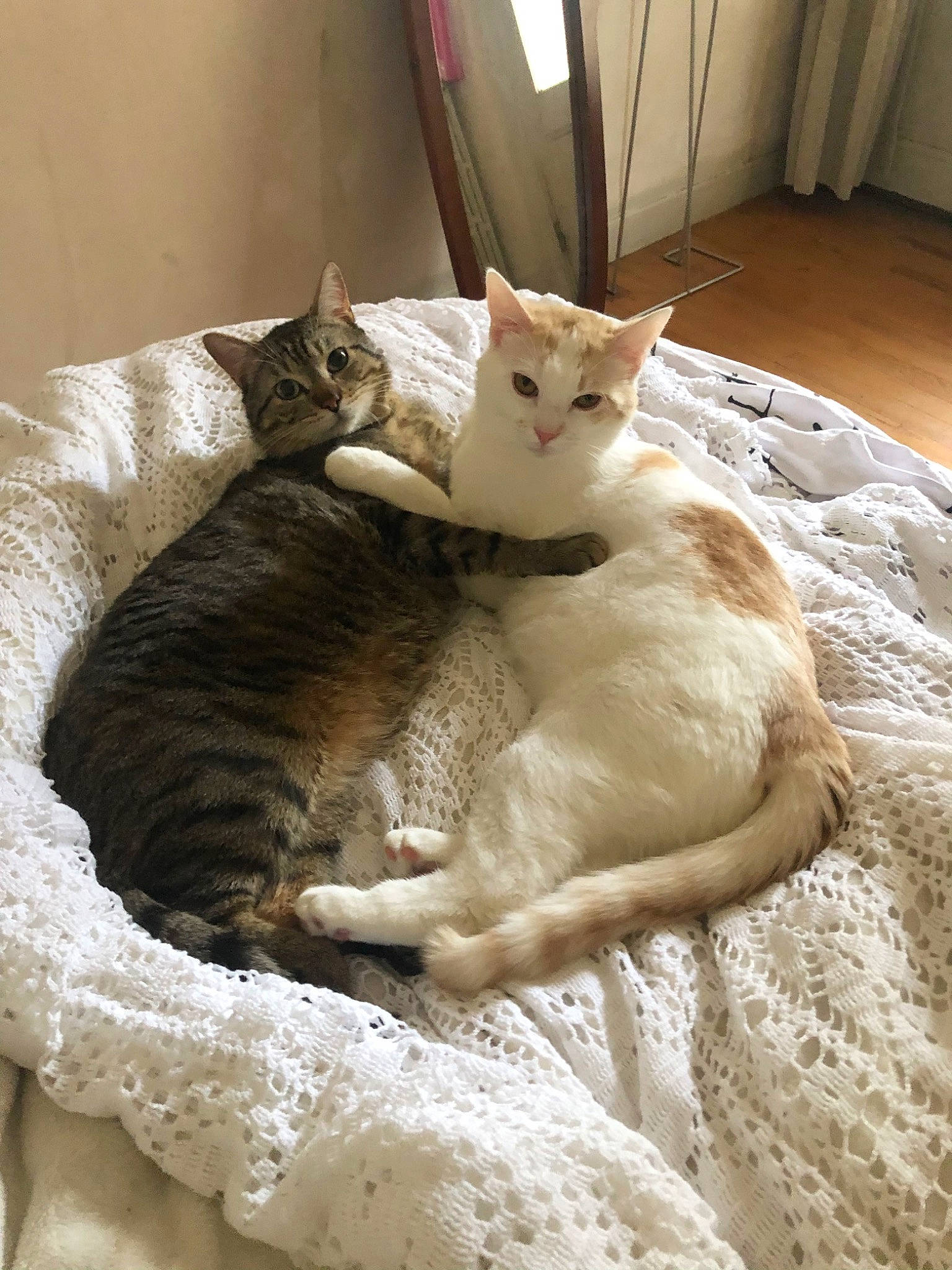 Serge participe au concours pour gagner de l'argent avec cette photo : carnivore, cat, cat_supply, comfort, domestic_short_haired_cat, felidae, flooring, fur, hardwood, linens, mammal, nap, paw, small_to_medium_sized_cats, snout, tail, terrestrial_animal, vertebrate, whiskers, wood