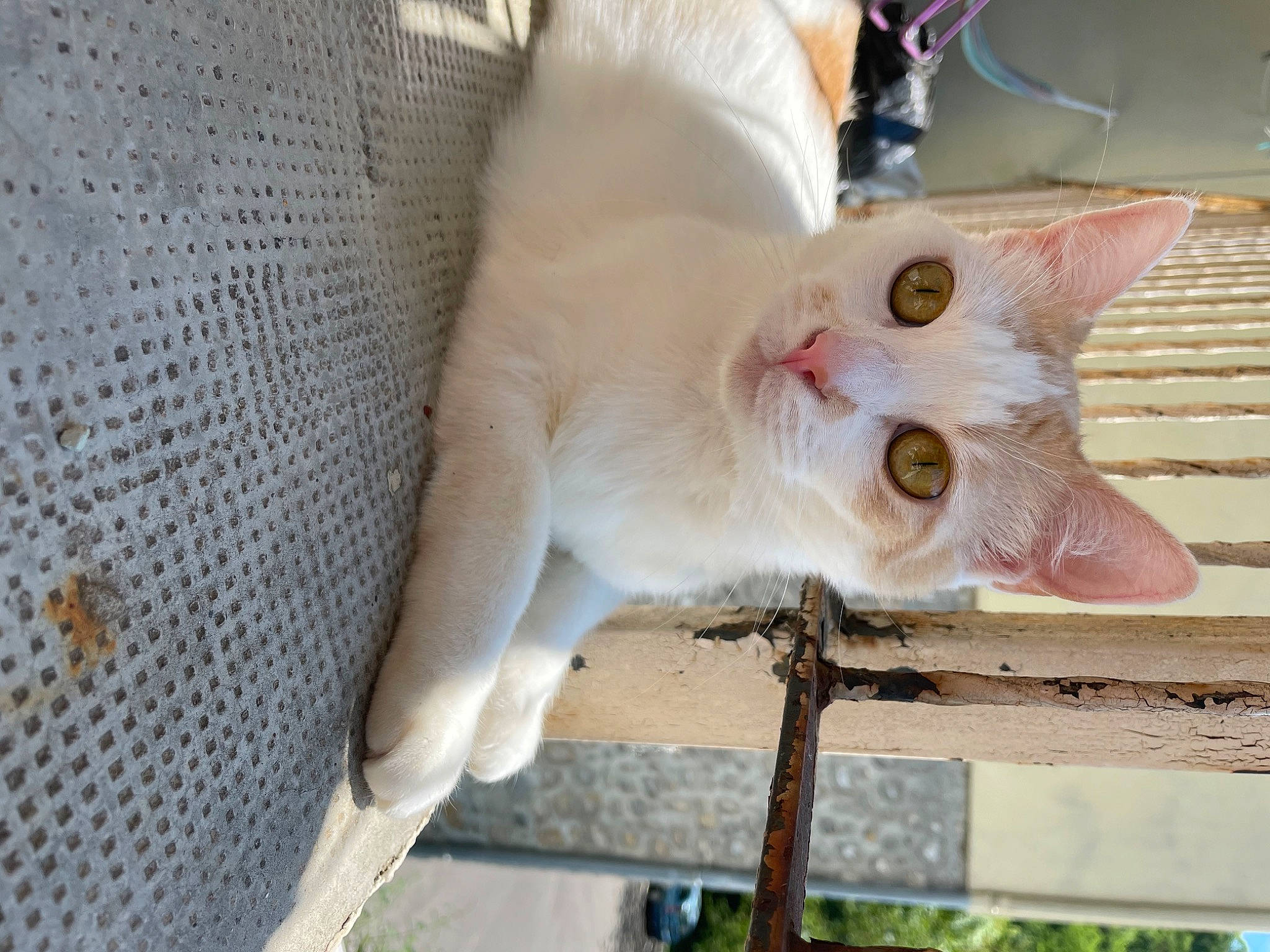 Serge a rejoint le concours — aidez-le/la à gagner de superbes lots ! carnivore, cat, claw, domestic_short_haired_cat, fawn, felidae, fur, mesh, paw, plant, small_to_medium_sized_cats, snout, tail, tree, whiskers, wood