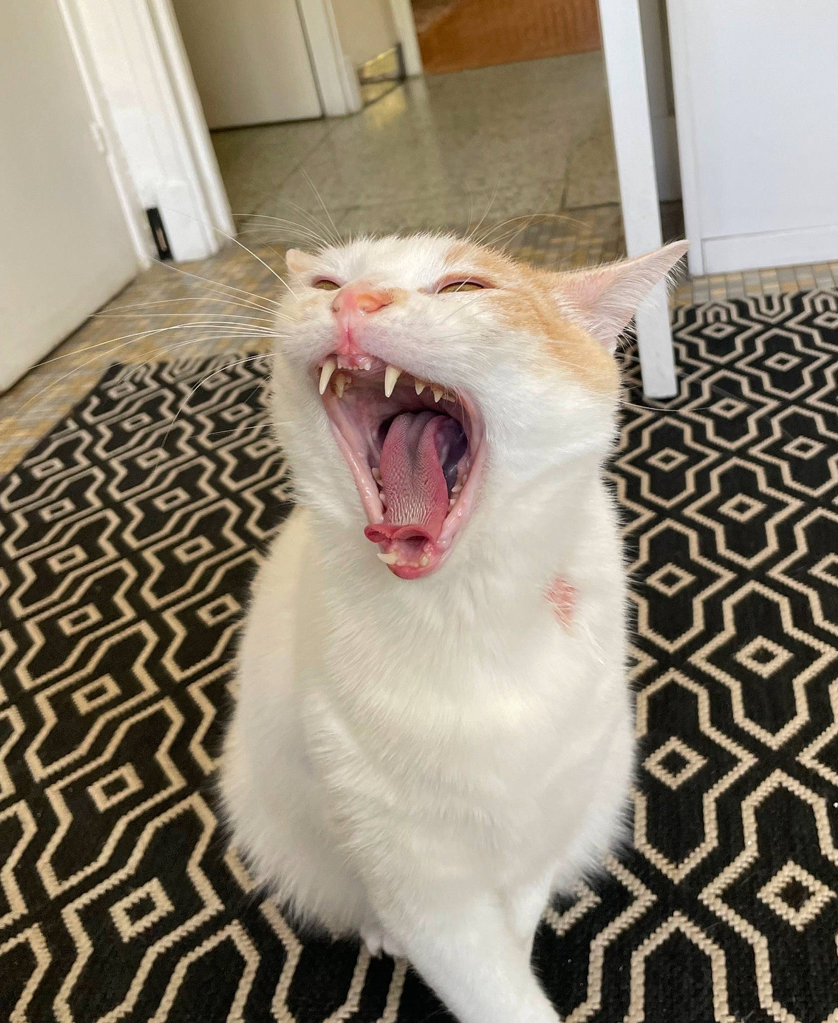 Serge a rejoint le concours — aidez-le/la à gagner de superbes lots ! carnivore, cat, claw, domestic_short_haired_cat, door, fang, felidae, flooring, fur, jaw, paw, roar, shout, small_to_medium_sized_cats, snout, terrestrial_animal, tongue, tooth, whiskers, yawn