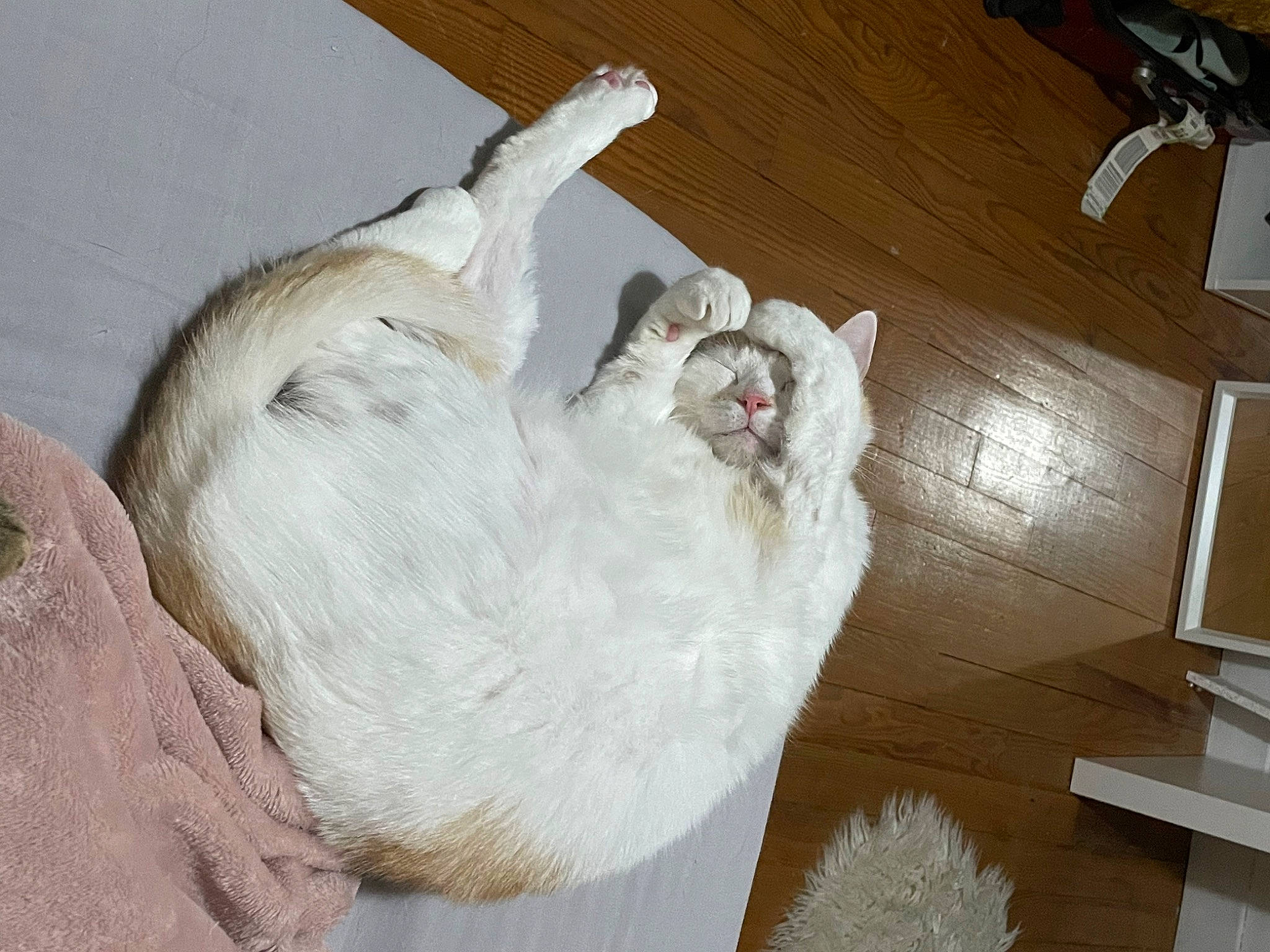 Serge a rejoint le concours — aidez-le/la à gagner de superbes lots ! canidae, carnivore, companion_dog, dog, dog_breed, felidae, flooring, fur, hardwood, nap, non_sporting_group, paw, small_to_medium_sized_cats, sporting_group, tail, whiskers, wood