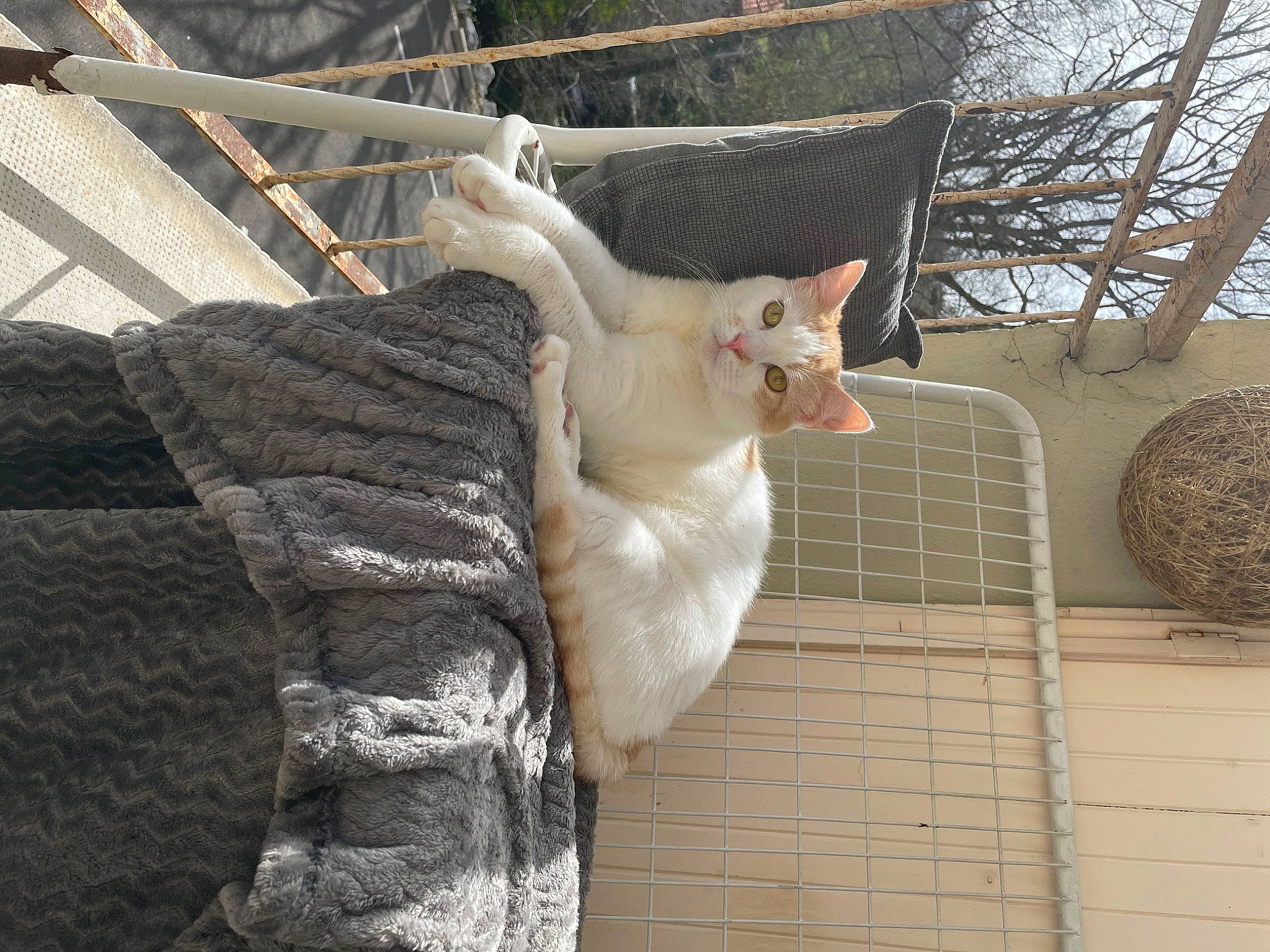 Serge participe au concours pour gagner de l'argent avec cette photo : animal_shelter, cage, carnivore, cat, domestic_short_haired_cat, eye, fawn, felidae, fur, mesh, plant, small_to_medium_sized_cats, snout, tail, terrestrial_animal, tree, twig, whiskers, wire_fencing, wood