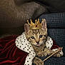 Lord Henry is registered to the contest to win money with this photo: kitten, cat, crown, necklace, scepter, royal_cape, red_velvet, spotted_trim, blue_couch, feline, cute, pet, indoor, portrait, costume, animal, young_cat, whiskers, paws, regal