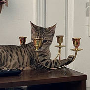 Lord Henry is registered to the contest to win money with this photo: animal, brass, candelabra, cat, curious, decor, door, furniture, household, indoor, kitten, paw, pet, playful, remote_control, resting, tabby, table, white_wall, wooden_table