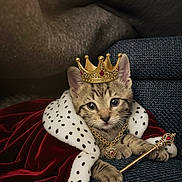 Lord Henry joined the competition — help win amazing prizes! kitten, cat, crown, necklace, scepter, royal_cape, red_velvet, spotted_trim, blue_couch, feline, cute, pet, indoor, portrait, costume, animal, young_cat, whiskers, paws, regal