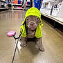 puppy, dog, yellow_raincoat, leash, store_aisle, floor, shelves, person, blurred_background, pet, cute, indoor, shopping, animal, small_dog, brown_dog, front_view, pet_accessory, leash_handle, curious