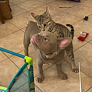 Nala is registered to the contest to win money with this photo: animal, brown, cat, curious, cute, dog, domestic, ears, floor, friendship, hug, indoor, kitten, pet, playful, puppy, tail, tile, toy, young