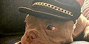 Nala is registered to the contest to win money with this photo: dog, pet, indoor, couch, hat, black_hat, chain, brown_dog, wrinkled_face, relaxed, close_up, paw, fur, ear, nose, snout, texture, cozy, resting, portrait