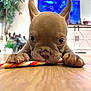 puppy, dog, chew_stick, floor, close_up, indoor, living_room, furniture, blurred_background, ears, paws, cute, pet, animal, brown, wooden_floor, decor, television, curious, lying_down