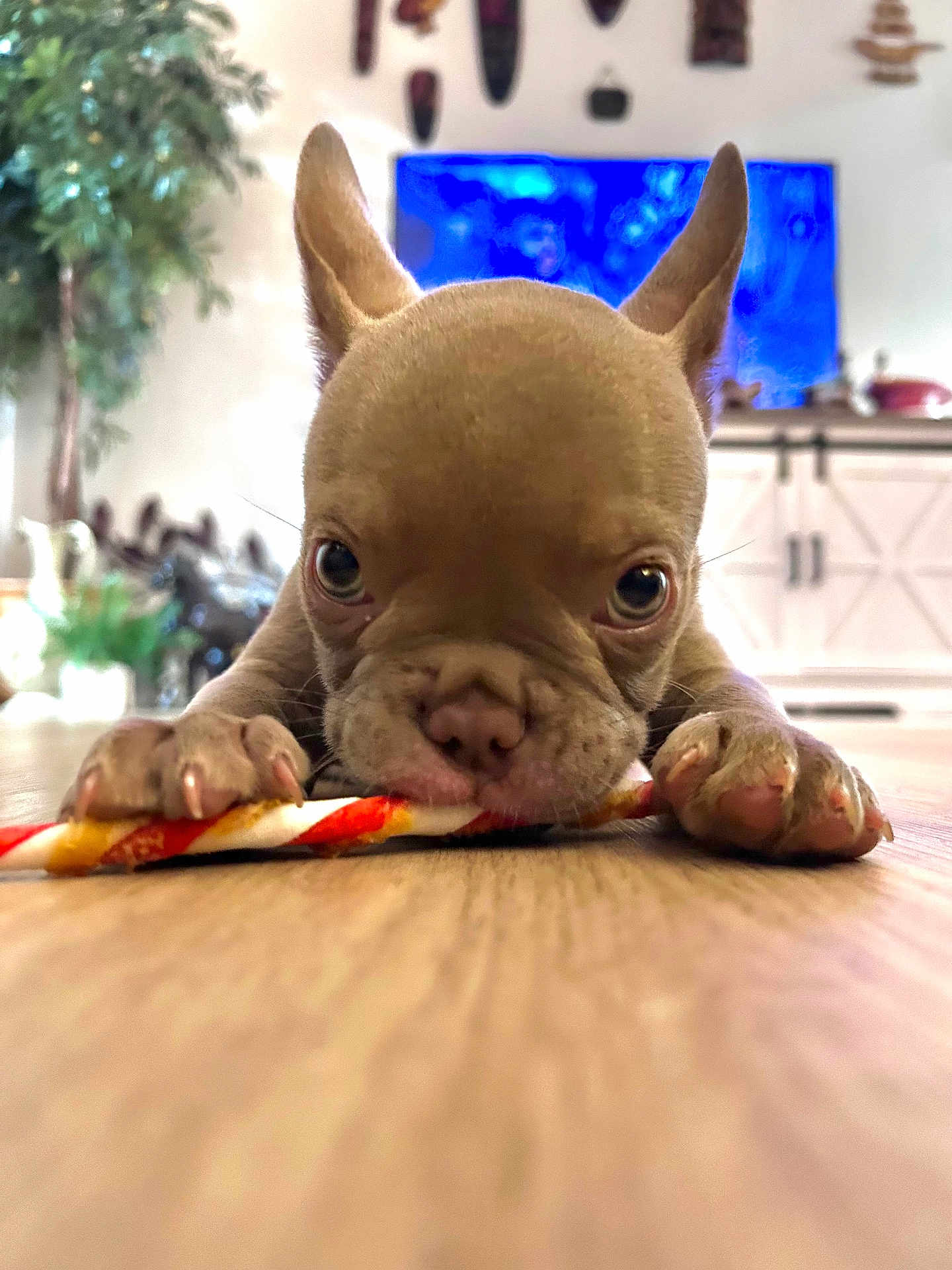 Nala
