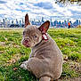 french_bulldog, puppy, dog, grass, park, city_skyline, cloudy_sky, tree, leaf, person, outdoor, pet, animal, cute, bow, sitting, looking_back, nature, daytime, urban