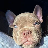 Nala joined the competition — help win amazing prizes! puppy, dog, close_up, blue_eyes, pink_nose, resting, soft_fur, cute, pet, animal, portrait, indoors, texture, light_and_shadow, whiskers, ears, snout, young, mammal, adorable