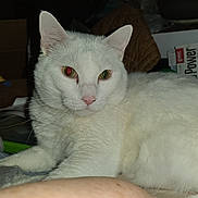 Bambam joined the competition — help win amazing prizes! white_cat, cat, pet, animal, feline, indoor, closeup, red_eye, whiskers, ears, pink_nose, fur, blanket, resting, household_items, cozy, domestic, relaxed, portrait, flash