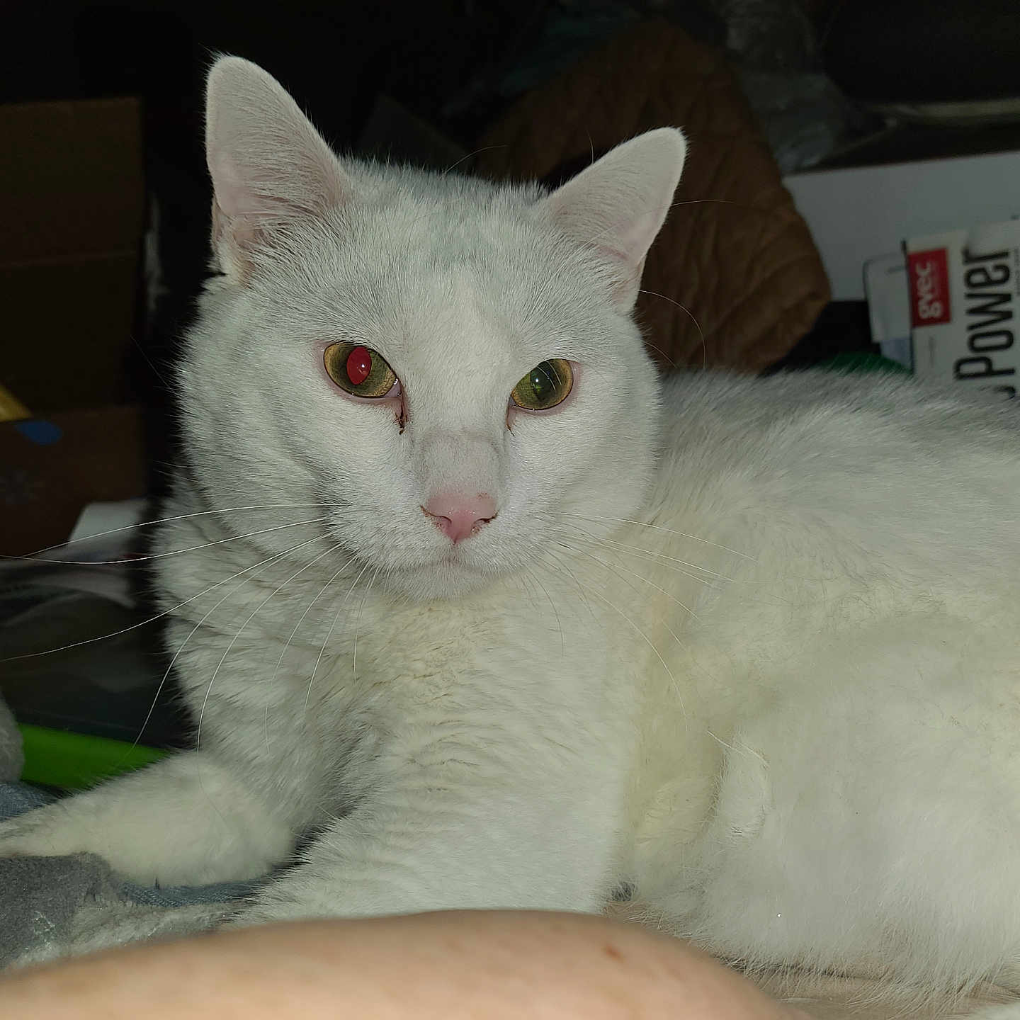 Bambam joined the competition — help win amazing prizes! white_cat, cat, pet, animal, feline, indoor, closeup, red_eye, whiskers, ears, pink_nose, fur, blanket, resting, household_items, cozy, domestic, relaxed, portrait, flash