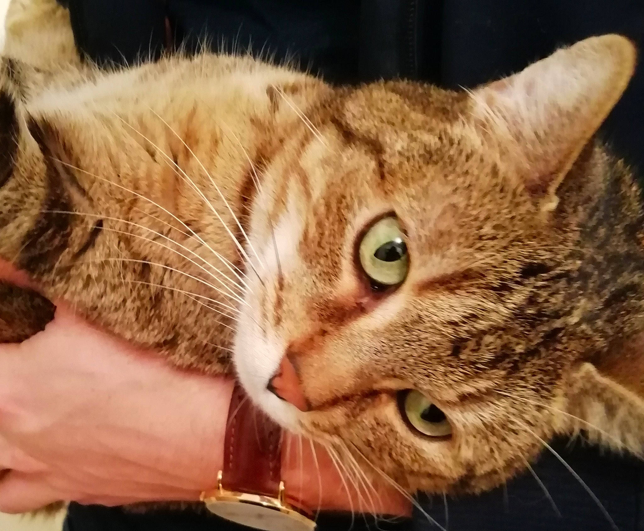 Gourmande a rejoint le concours — aidez-le/la à gagner de superbes lots ! aegean_cat, american_wirehair, arabian_mau, asian, australian_mist, california_spangled, carnivore, cat, chausie, domestic_short_haired_cat, dragon_li, european_shorthair, felidae, mammal, pixie_bob, small_to_medium_sized_cats, snout, tabby_cat, vertebrate, whiskers