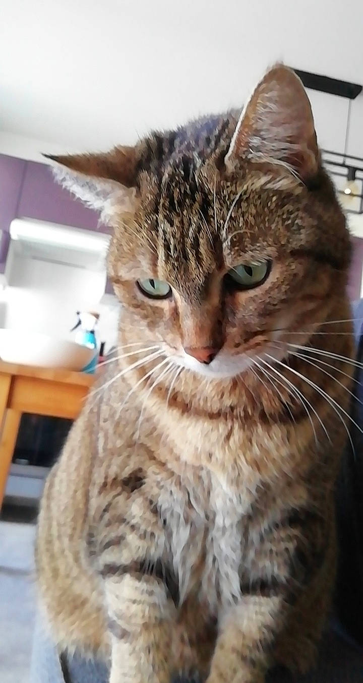 Gourmande a rejoint le concours — aidez-le/la à gagner de superbes lots ! aegean_cat, american_shorthair, american_wirehair, asian, australian_mist, california_spangled, carnivore, cat, domestic_short_haired_cat, dragon_li, european_shorthair, felidae, mammal, ocicat, pixie_bob, small_to_medium_sized_cats, snout, tabby_cat, vertebrate, whiskers