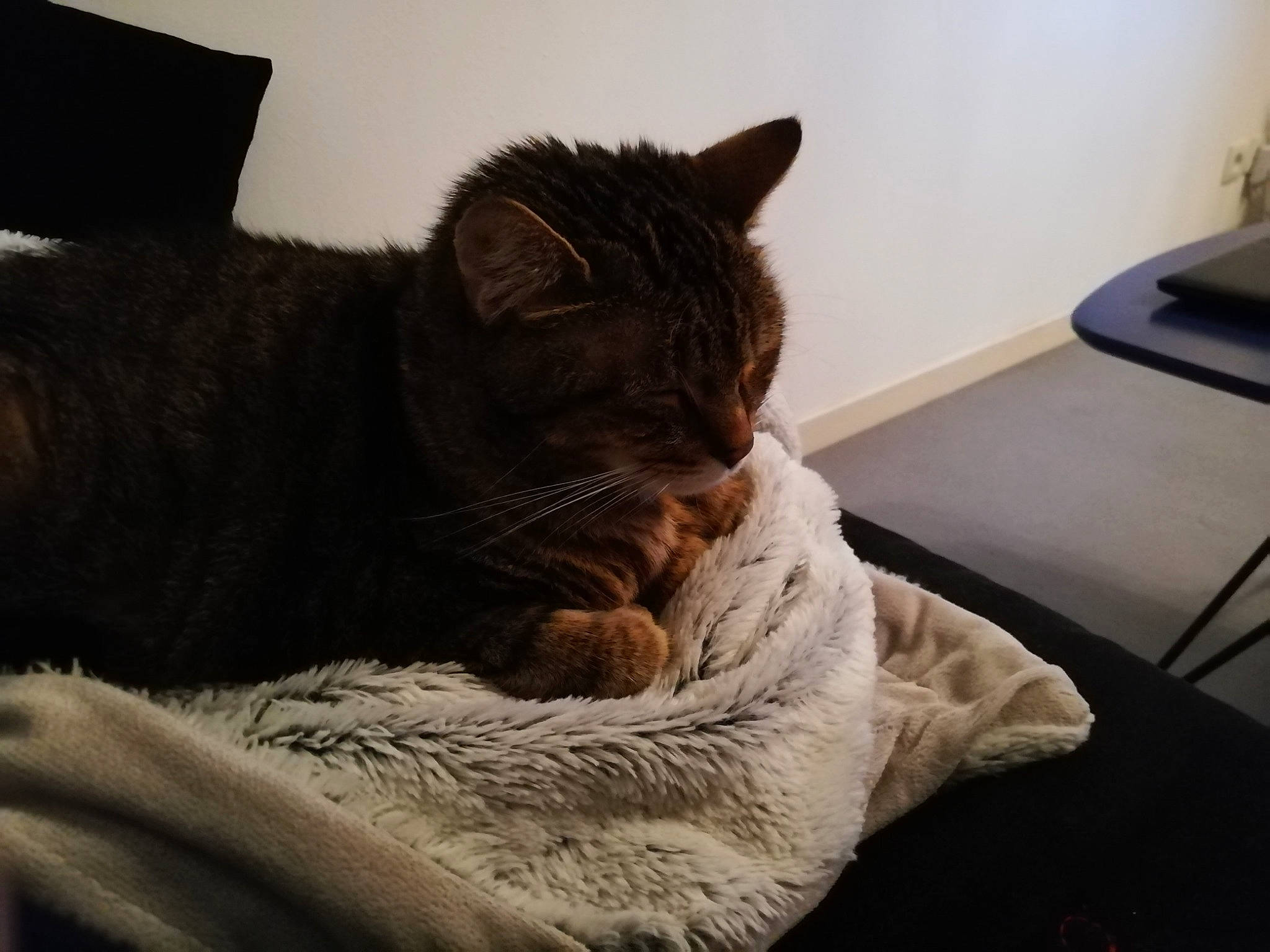 Gourmande a rejoint le concours — aidez-le/la à gagner de superbes lots ! american_shorthair, asian, california_spangled, carnivore, cat, comfort, domestic_short_haired_cat, dragon_li, ear, european_shorthair, felidae, fur, mammal, nap, paw, small_to_medium_sized_cats, snout, tabby_cat, whiskers