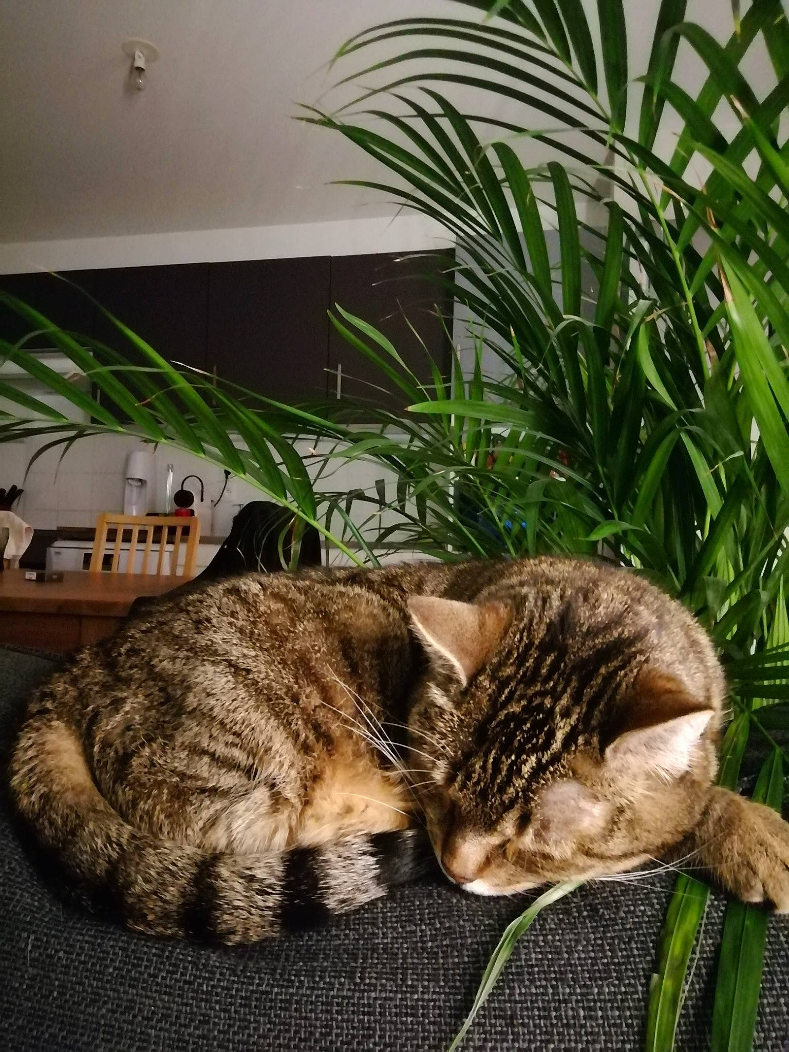 Gourmande a rejoint le concours — aidez-le/la à gagner de superbes lots ! american_shorthair, bengal, carnivore, cat, domestic_short_haired_cat, dragon_li, european_shorthair, felidae, fur, grass, kitten, nap, ocicat, plant, sleep, small_to_medium_sized_cats, tabby_cat, toyger, tree, whiskers