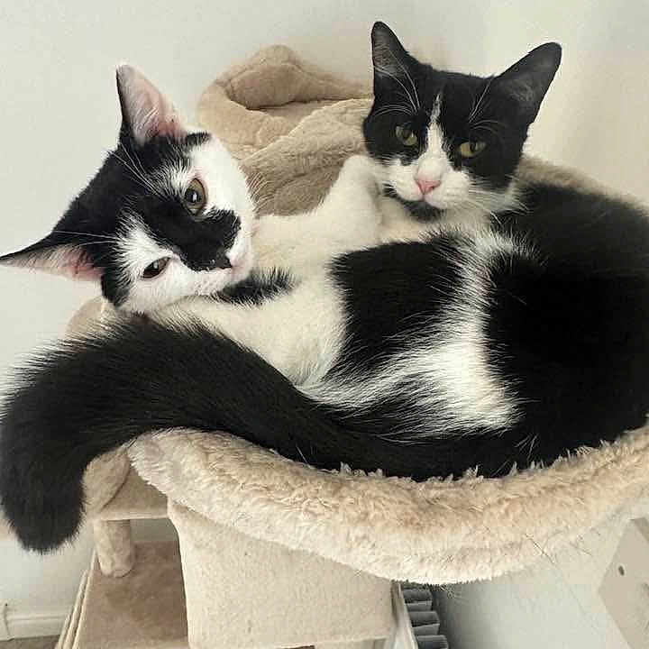 Lilo And Stich is registered to the contest to win money with this photo: animal, black_and_white, cat, cat_tree, companions, cozy, curious, cute, ears, feline, fur, home, indoor, pets, relaxed, resting, sleeping_spot, soft, tail, whiskers