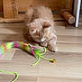 kitten, cat, orange_cat, toy, feather_toy, bell, wooden_floor, indoor, pet, feline, playful, fur, whiskers, ears, paws, wooden_furniture, home, flooring, domestic_animal, cute