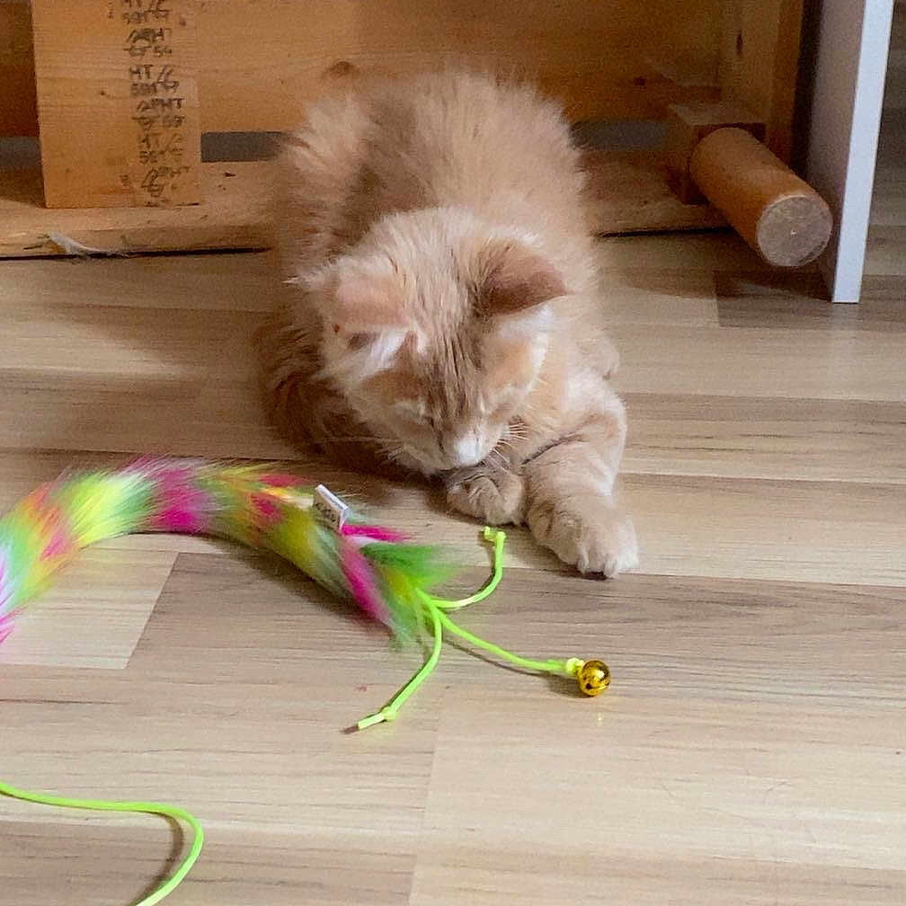 Loki participe au concours pour gagner de l'argent avec cette photo : bell, cat, cute, domestic_animal, ears, feather_toy, feline, flooring, fur, home, indoor, kitten, orange_cat, paws, pet, playful, toy, whiskers, wooden_floor, wooden_furniture