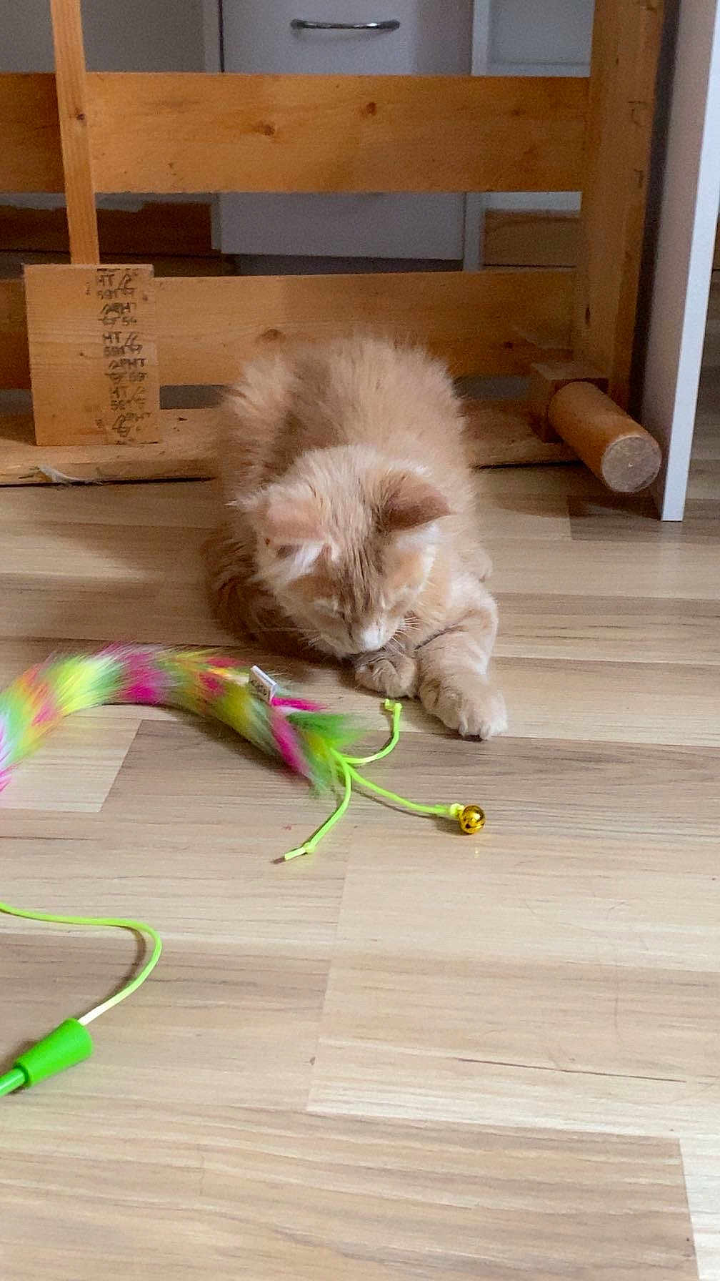 Loki