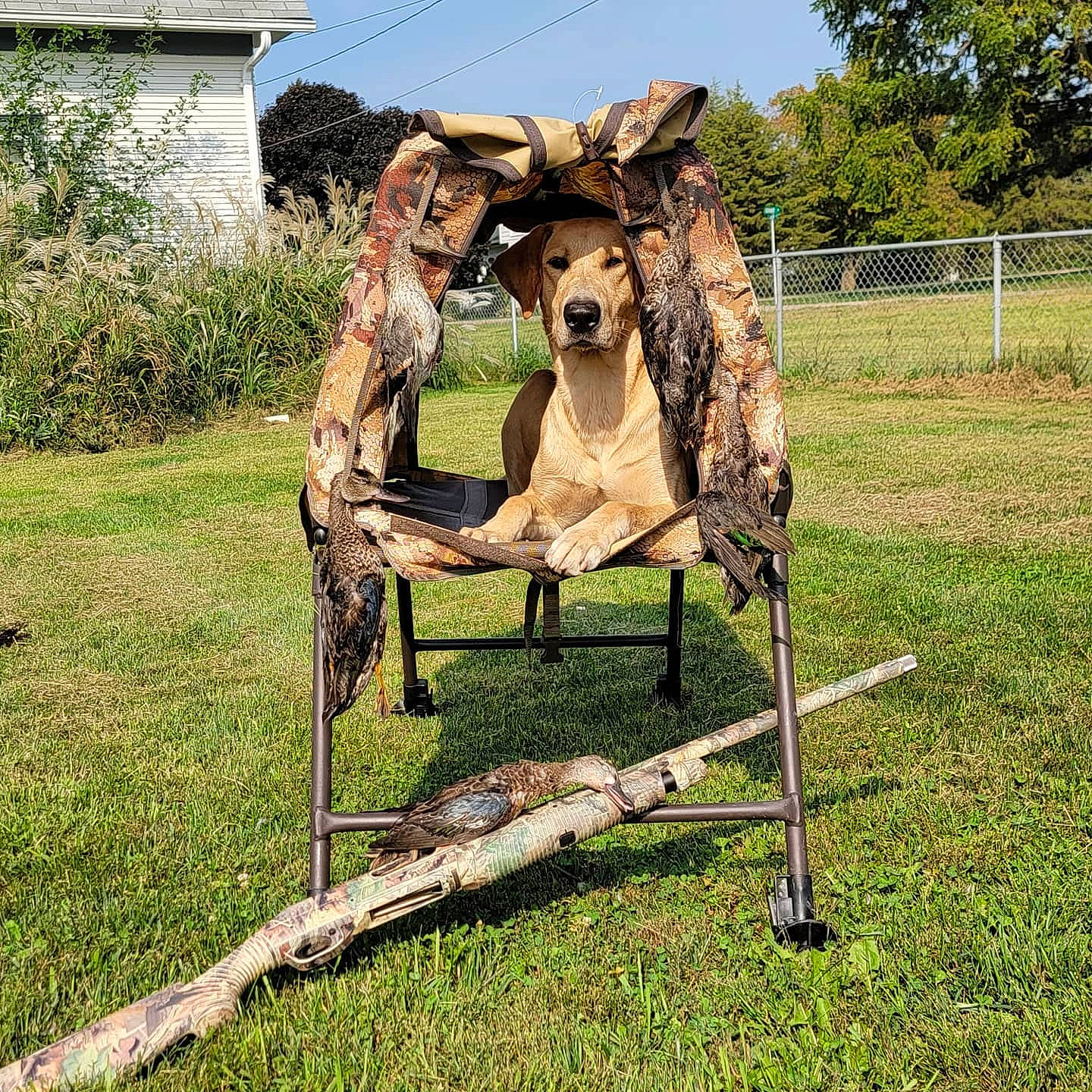 Argo joined the competition — help win amazing prizes! art, canidae, chainsaw_carving, fawn, fence, grass, grassland, landscape, machine, metal, pet_supply, plant, recreation, sculpture, sky, terrestrial_animal, tree, wildlife, wood, working_animal