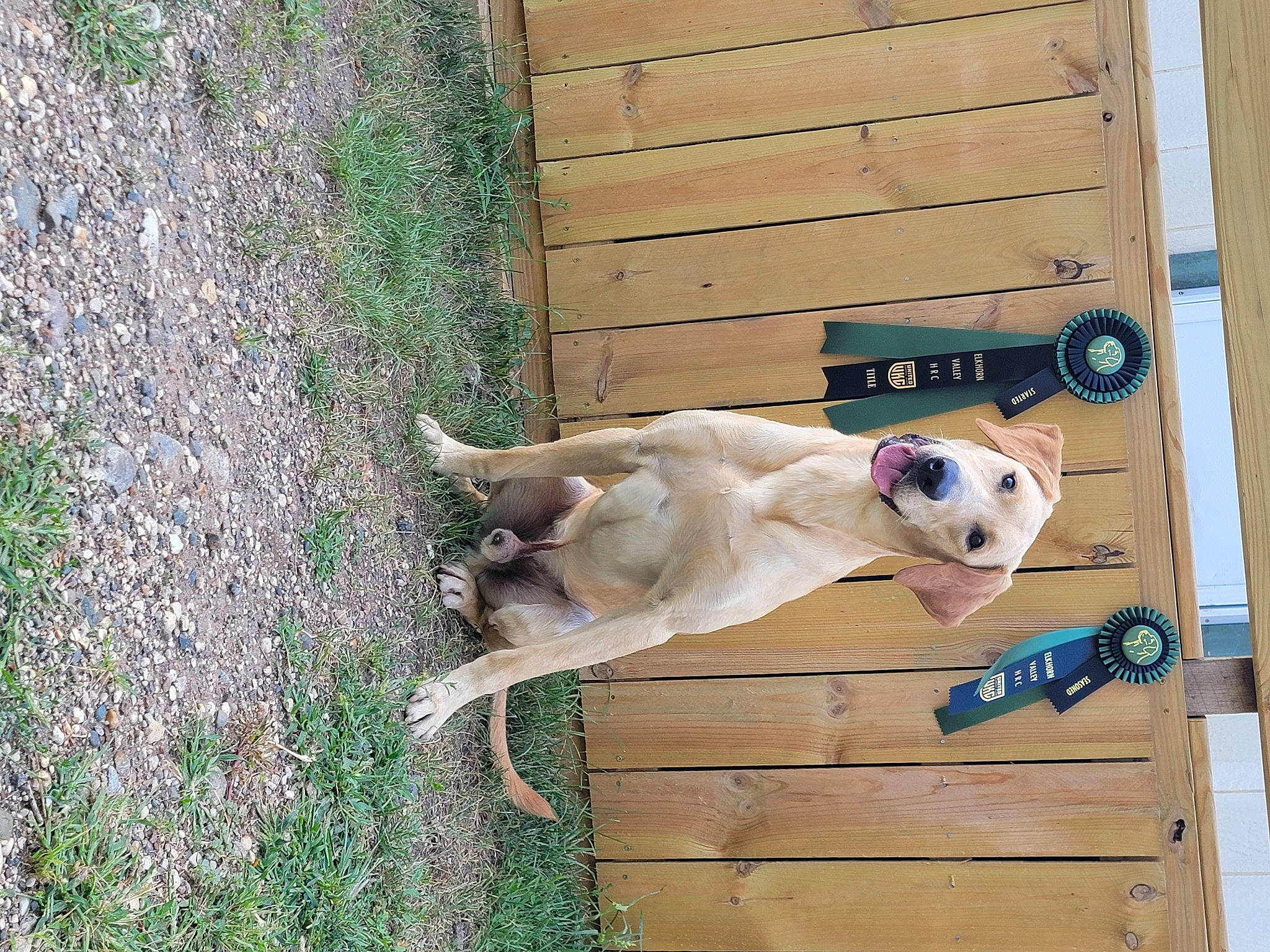 Argo is registered to the contest to win money with this photo: ball, canidae, carnivore, companion_dog, dog, dog_breed, dog_collar, dog_supply, door, fawn, football, grass, hardwood, plant, siding, sporting_group, stairs, tail, wood, working_animal