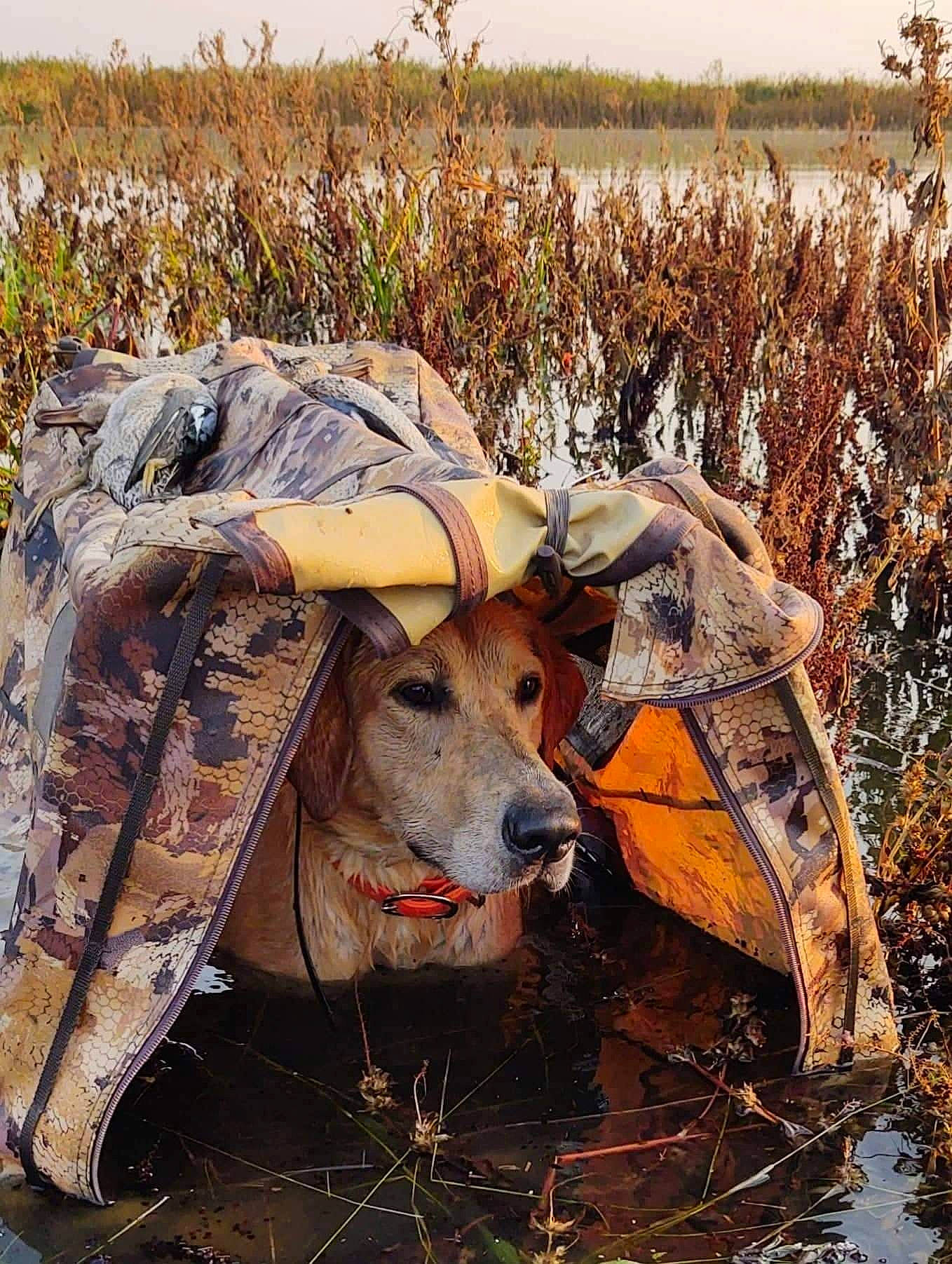 Argo is registered to the contest to win money with this photo: agriculture, canidae, carnivore, dog, dog_breed, fawn, grass, grass_family, grassland, hat, landscape, motor_vehicle, plant, prairie, recreation, sky, sporting_group, wildlife, wood, working_animal